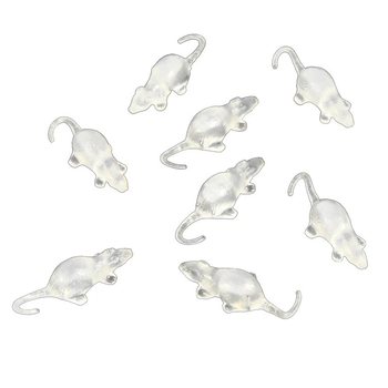 8 TIKUS TRANSPARAN DALAM JARING (12 jaring)